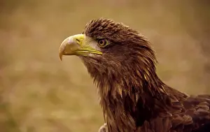 Bird Of Prey Profile View Drucke: Eagle's beak
Eagle's beak