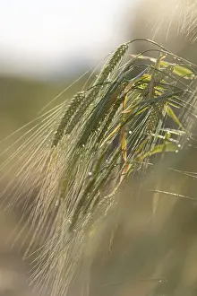 Panicle Photography Drucke: Ear of barley with dewdrops in dim light