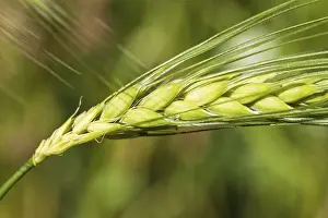 Cereal Cultivation Drucke: Ear of grain with kernels