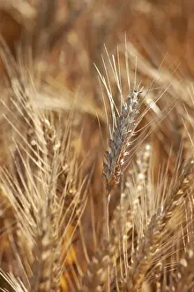Agriculture Landscape Photography Drucke: An ear of wheat close-up in a field