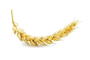 Close Up Grain Photography Drucke: Ear of wheat isolated