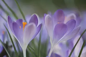 Early Crocus Drucke: Early Crocus (Crocus tommasinianus)