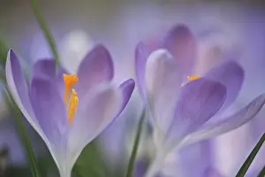Early Crocus Drucke: Early Crocus (Crocus tommasinianus)