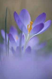 Early Crocus Drucke: Early Crocus (Crocus tommasinianus)