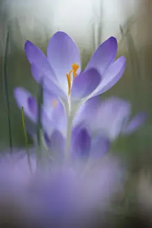 Early Crocus Drucke: Early Crocus (Crocus tommasinianus)