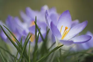 Early Crocus Drucke: Early Crocus (Crocus tommasinianus)