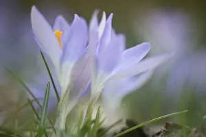 Early Crocus Drucke: Early Crocus (Crocus tommasinianus)