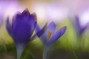Iridaceae Plant Drucke: Early Crocus (Crocus tommasinianus)