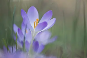 Early Crocus Drucke: Early Crocus (Crocus tommasinianus)