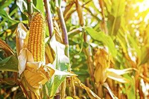 Close Up Corn Drucke: Ears of corn on plants close up view