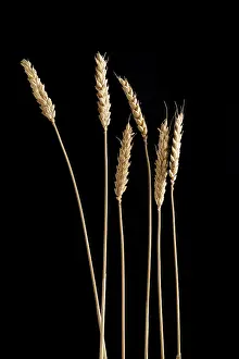 Wheat Grain Varieties Drucke: Ears of wheat