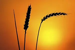 Evening Agricultural Scene Drucke: Ears of wheat in front of the sun
