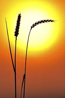 Evening Sun Glow Drucke: Ears of wheat in front of the sun