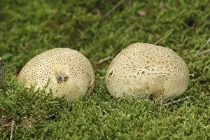 Close Up Fungus Drucke: Earthball (Scleroderma citrinum)