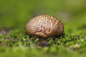 Uninhabited German Landscapes Drucke: Earthball (Scleroderma), Germany