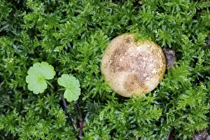 German Federal Republic Botany Drucke: Earthball (Scleroderma), Germany