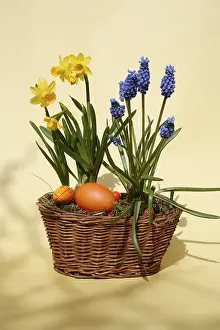 Studio Shot Of Easter Eggs Drucke: Easter basket with easter eggs
