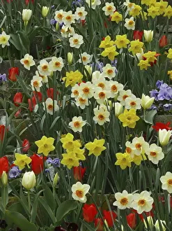 Flowering Plants Outdoors Drucke: Easter bells