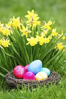 Wild Daffodils In Bloom Drucke: Easter, Easter eggs, Spring, Spring meadow