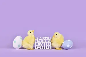 Christian Tradition Drucke: Easter eggs, chicken and text Happy Easter on violet background with copy space