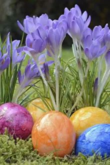 Spring Flowers Drucke: Easter eggs, Easter egg, eggs, Easter