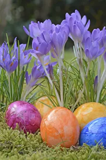 Multicolored Flowers Drucke: Easter eggs, Easter egg, eggs, Easter