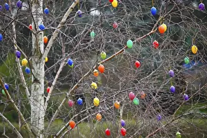 Traditional German Easter Eggs Drucke: Easter eggs on a tree, Dresden, Saxony