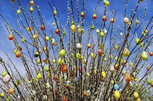 Allergy Friendly Plants Drucke: Easter shrub willow, easter shrub willow 01