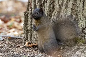Quebec Province Canada Drucke: Eastern fox squirrel (Sciurus niger) standing and watching