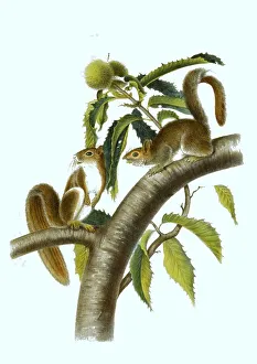 Color Lithograph Reproduction Drucke: Eastern gray squirrel (Sciurus carolinensis)