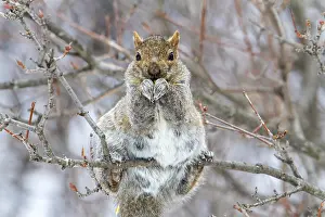 Drucke von Ostliche Grauschnurrhaas (Sciurus carolinensis) sitzt und beobachtet, Botanischer Garten Montreal, Provinz Québec, Kanada Östliches Grauhörnchen Drucke: Ostgrey-Spitzmaus (sciurus carolinensis) sitzt und beobachtet.