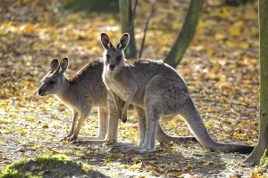 Drucke von Ostlicher Grauer Wallaby in einem Lichtungen Östliches Graues Känguru Drucke: Ostlicher Grauer Wallaby in einem Lichtungen.