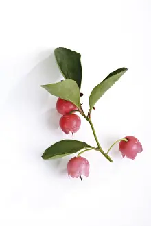 Studio Botany Shots Drucke: Eastern Teaberry, Checkerberry