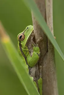 Drucke von Ostbaumfrosch, Hyla orientalis, Baumfrosch, Amphibien, Amphibien, Bulgarien, Frosch, Frosch , hoher Größe , Portraitformat , Amphibien , Ostbaumfrosch Orientalis Drucke: Ostbaumfrosch, Hyla orientalis.