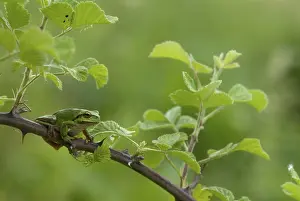 Drucke von Ostbaumfrosch, Hyla orientalis, Baumfrosch, Amphibien, Amphibien, Bulgarien, Frosch, Frosch , Amphibium Ostbaumfrosch Orientalis Drucke: Ostbaumfrosch, Hyla orientalis