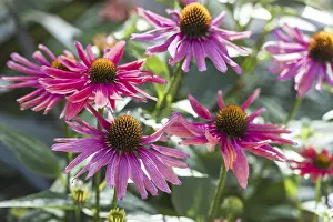 Empty Landscape With Flowers Drucke: (Echinacea)