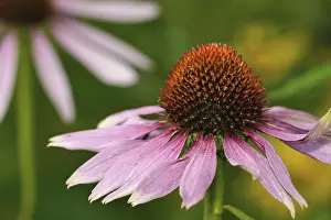 Echinacea Flower Drucke: (Echinacea)