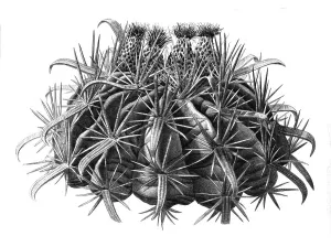 Prickly Plant Species Drucke: Echinocactus (cactaceae) cornigerus