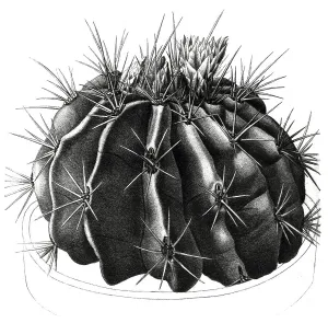 Desert Flora And Fauna Drucke: Echinocactus (cactaceae) echidne