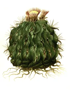 Cactus Plant Drucke: Echinocactus cornigerus var. flavispinusCactus