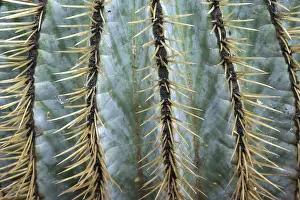 Botanical Garden Drucke: Echinocactus (Echinocactus), detail view
