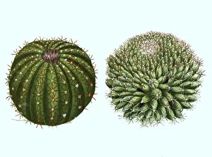 Desert Flora Images Drucke: Echinomelocactus (cactaceae) major