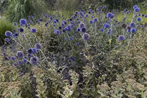 Purple Flowers Drucke: Echinops bannaticus (Echinops bannaticus)