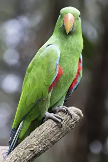 Gerahmter Druck : Eclectus-Papagei, Eclectus roratus Gerahmter Druck : Eclectus-Papagei, Eclectus roratus