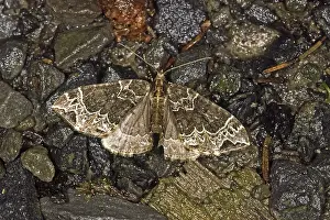 Wildlife Photography Insect Drucke: Ecliptoptera silaceata