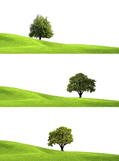 Oak Tree Cutout Drucke: Eco Green