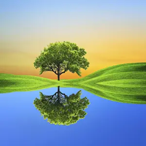 Oak Tree Agriculture Drucke: Ecology