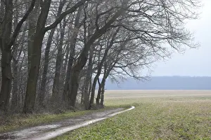 Winter Forest Landscape Drucke: Edge of the forest, forest road