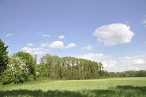 Forest Edge Scenery Drucke: Edge of the forest, forest, tree