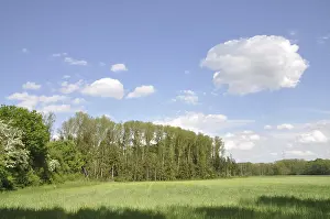 German Countryside Images Drucke: Edge of the forest, forest, tree
